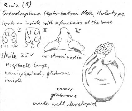 Vorschaubild Oreodaphne leptobotra (Ruiz & Pav.) Nees